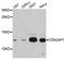 Cyclin-dependent kinase 2-associated protein 1 antibody, A4203, ABclonal Technology, Western Blot image 