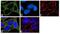 PKACA antibody, 711722, Invitrogen Antibodies, Immunofluorescence image 