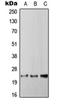 Regulator of G-protein signaling 4 antibody, orb215512, Biorbyt, Western Blot image 