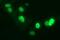 Chromatin assembly factor 1 subunit B antibody, NBP2-46274, Novus Biologicals, Immunofluorescence image 
