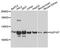 Nucleoporin 107 antibody, LS-C748170, Lifespan Biosciences, Western Blot image 