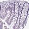 Membrane Palmitoylated Protein 6 antibody, HPA019085, Atlas Antibodies, Immunohistochemistry frozen image 