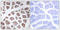 Mitochondrial Ribosomal Protein S18C antibody, LS-C119612, Lifespan Biosciences, Immunohistochemistry paraffin image 
