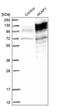 A-Kinase Anchoring Protein 1 antibody, PA5-52589, Invitrogen Antibodies, Western Blot image 