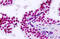 Probable threonyl-tRNA synthetase 2, cytoplasmic antibody, MBS248301, MyBioSource, Immunohistochemistry frozen image 