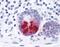Prostaglandin D2 receptor antibody, NLS458, Novus Biologicals, Immunohistochemistry frozen image 