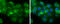 Neuromedin U antibody, GTX131391, GeneTex, Immunofluorescence image 