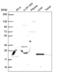 JAZF Zinc Finger 1 antibody, NBP2-57403, Novus Biologicals, Western Blot image 