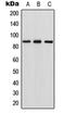 Ral Guanine Nucleotide Dissociation Stimulator Like 1 antibody, orb215076, Biorbyt, Western Blot image 