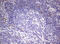 Paired Related Homeobox 1 antibody, LS-C789759, Lifespan Biosciences, Immunohistochemistry frozen image 
