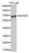 Kelch Repeat And BTB Domain Containing 3 antibody, MBS127466, MyBioSource, Western Blot image 