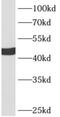 Apolipoprotein A4 antibody, FNab00489, FineTest, Western Blot image 