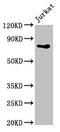 Phosphoinositide-3-Kinase Regulatory Subunit 2 antibody, CSB-PA018005LA01HU, Cusabio, Western Blot image 