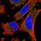 Fraser Extracellular Matrix Complex Subunit 1 antibody, NBP1-85049, Novus Biologicals, Immunofluorescence image 