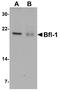 BCL2 Related Protein A1 antibody, A03850, Boster Biological Technology, Western Blot image 