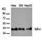 NFKB Inhibitor Epsilon antibody, orb14675, Biorbyt, Western Blot image 