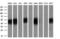 HsMAD2 antibody, GTX83613, GeneTex, Western Blot image 