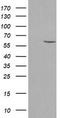 Amidophosphoribosyltransferase antibody, TA504498, Origene, Western Blot image 