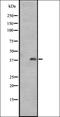 G Protein-Coupled Receptor 1 antibody, orb335530, Biorbyt, Western Blot image 