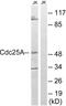 Cell Division Cycle 25A antibody, LS-C118282, Lifespan Biosciences, Western Blot image 