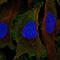 PER1 antibody, HPA047947, Atlas Antibodies, Immunofluorescence image 