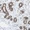 Zinc Finger Protein 532 antibody, NBP1-83838, Novus Biologicals, Immunohistochemistry frozen image 