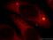 Heat shock protein beta-1 antibody, 21755-1-AP, Proteintech Group, Immunofluorescence image 