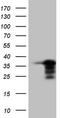 Homeobox protein Nkx-3.1 antibody, CF805148, Origene, Western Blot image 