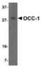 Putative overexpressed in colon carcinoma 1 protein antibody, TA306714, Origene, Western Blot image 