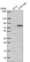 Integrator Complex Subunit 9 antibody, NBP2-57534, Novus Biologicals, Western Blot image 