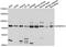 X-Prolyl Aminopeptidase 2 antibody, A10255, ABclonal Technology, Western Blot image 