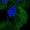 DRF3 antibody, HPA032151, Atlas Antibodies, Immunofluorescence image 