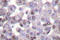NCOR1 antibody, LS-C176338, Lifespan Biosciences, Immunohistochemistry frozen image 