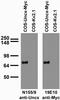 Homeobox protein unc-4 homolog antibody, 75-205, Antibodies Incorporated, Western Blot image 