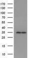 Receptor For Activated C Kinase 1 antibody, NBP2-00612, Novus Biologicals, Western Blot image 