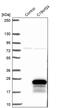 Chromosome 19 Open Reading Frame 24 antibody, PA5-61404, Invitrogen Antibodies, Western Blot image 
