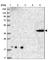 Centlein antibody, HPA036728, Atlas Antibodies, Western Blot image 