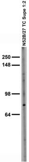 Leucine Rich Repeat And Fibronectin Type III Domain Containing 1 antibody, 73-121, Antibodies Incorporated, Western Blot image 