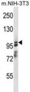 ArfGAP With SH3 Domain, Ankyrin Repeat And PH Domain 1 antibody, abx028102, Abbexa, Western Blot image 