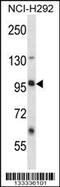 Leucine Rich Repeat Containing 8 VRAC Subunit B antibody, 57-393, ProSci, Western Blot image 