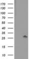 Pyridoxamine 5'-Phosphate Oxidase antibody, NBP2-01088, Novus Biologicals, Western Blot image 