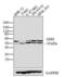 Rab GDP dissociation inhibitor alpha antibody, GTX79368, GeneTex, Western Blot image 