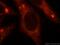 G Protein Subunit Beta 2 antibody, 16090-1-AP, Proteintech Group, Immunofluorescence image 