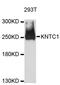 Kinetochore Associated 1 antibody, LS-C748126, Lifespan Biosciences, Western Blot image 