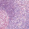 CREB Binding Protein antibody, LS-C88255, Lifespan Biosciences, Immunohistochemistry frozen image 
