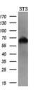 Ran GTPase Activating Protein 1 antibody, M02771, Boster Biological Technology, Western Blot image 
