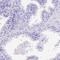 Pregnancy Specific Beta-1-Glycoprotein 11 antibody, HPA042240, Atlas Antibodies, Immunohistochemistry frozen image 