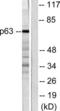 Tumor Protein P63 antibody, LS-B5252, Lifespan Biosciences, Western Blot image 