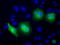RAB17, Member RAS Oncogene Family antibody, TA501258, Origene, Immunofluorescence image 