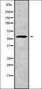  antibody, orb338277, Biorbyt, Western Blot image 
